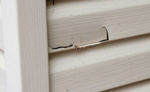 Holes in Your Siding